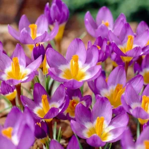 Crocus 'Tricolor'